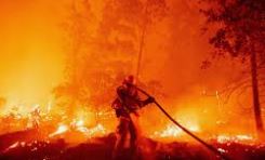 कैलिफोर्निया में भीषण आग, 45,500 एकड़ जमीन हुई नष्ट,  जिंदा जले जानवर